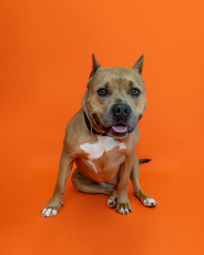 Fiona, an adoptable Pit Bull Terrier, Mixed Breed in Harbor Springs, MI, 49740 | Photo Image 1