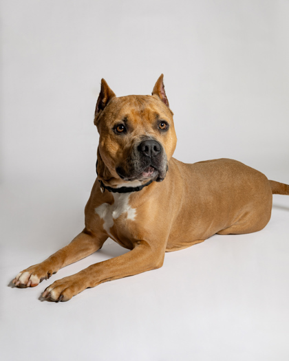Fiona, an adoptable Pit Bull Terrier, Mixed Breed in Harbor Springs, MI, 49740 | Photo Image 2
