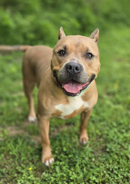 Fiona, an adoptable Pit Bull Terrier, Mixed Breed in Harbor Springs, MI, 49740 | Photo Image 3