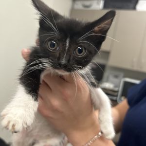 Lilith, Baby Female Domestic Medium Hair