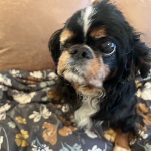 Elaine is a sweet gentle low-energy girl who loves cuddles quiet company and lots of naps A tru