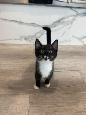 Primrose, Baby Female Domestic Short Hair