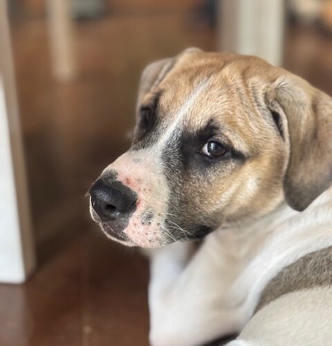 Luther