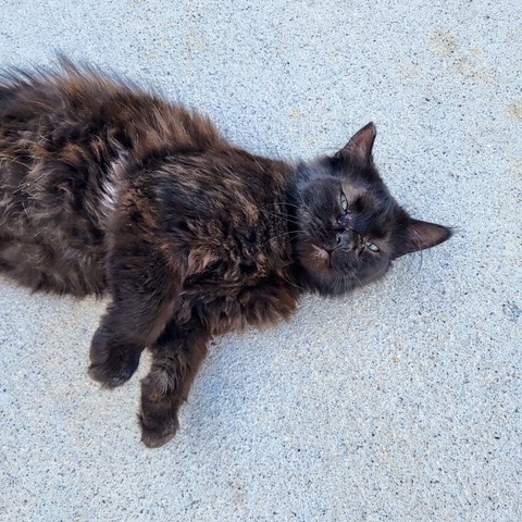Fluff Muffin