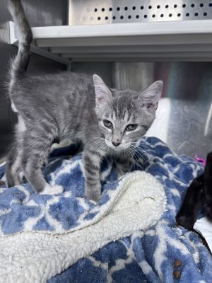 Hezekiah, Baby Male Domestic Short Hair