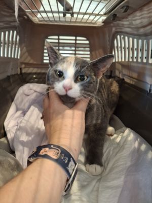 Stitch, Adult Female Domestic Short Hair