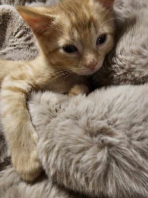 Donnie G., Baby Male Domestic Short Hair