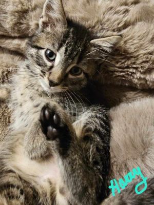 Harry S., Baby Male Domestic Short Hair