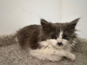 Soot A., Baby Female Domestic Long Hair