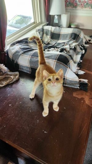 Popeye S., Baby Male Domestic Short Hair