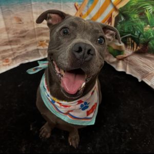 Congo Pit Bull Terrier Dog