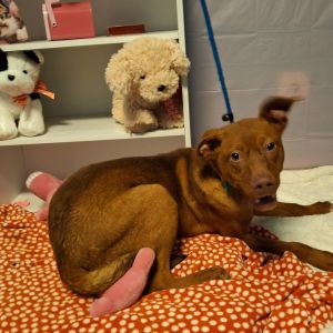 Rocket Doberman Pinscher Dog