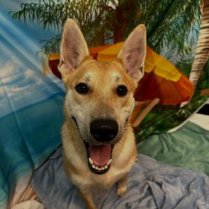 Tundra Mixed Breed Dog