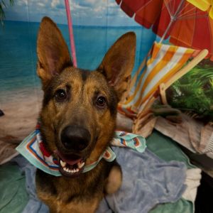 Blossom German Shepherd Dog Dog