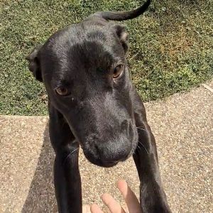 Bootsie Black Labrador Retriever Dog