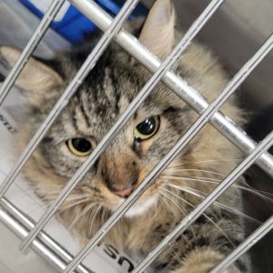 Trey 2024 Domestic Medium Hair Cat