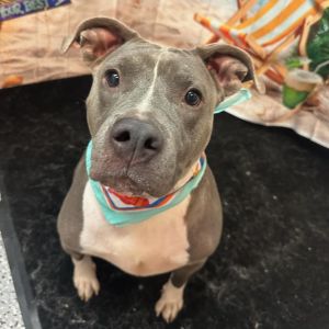 Lola Mixed Breed Dog