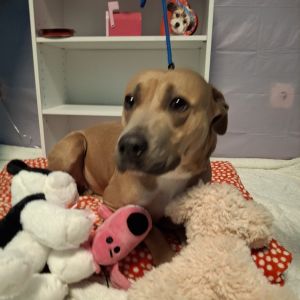 Leilani Pit Bull Terrier Dog