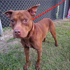 Jemez Pit Bull Terrier Dog