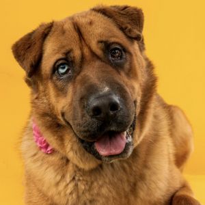 Bluto Shar-Pei Dog