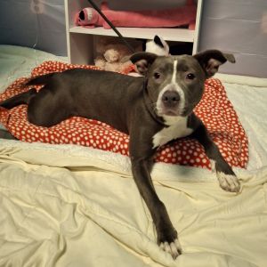Layla Pit Bull Terrier Dog