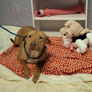 Sweetie Pie Mixed Breed Dog