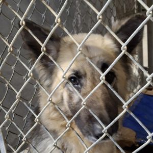 Freya 2025 German Shepherd Dog Dog