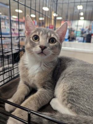 Nope, Baby Female Domestic Short Hair