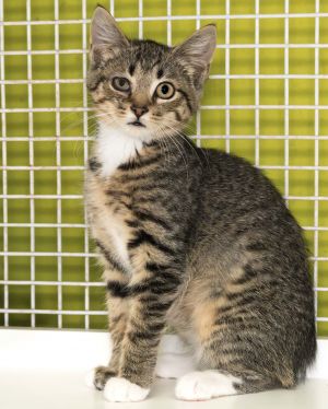 Reba, Young Female Domestic Short Hair