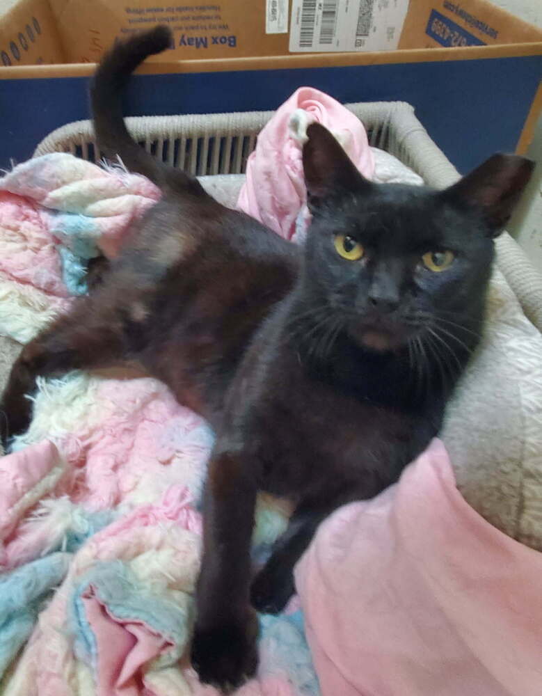 Mitzi