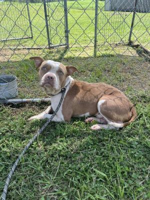 Bullet, Adult Male unknown