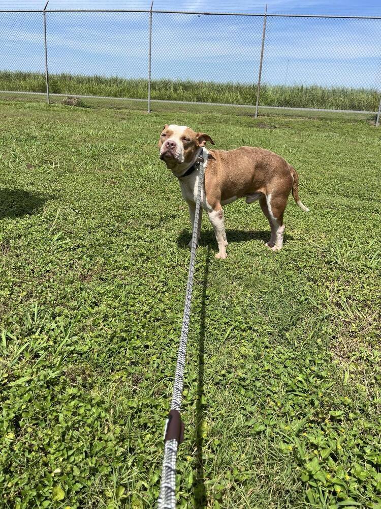 Bullet