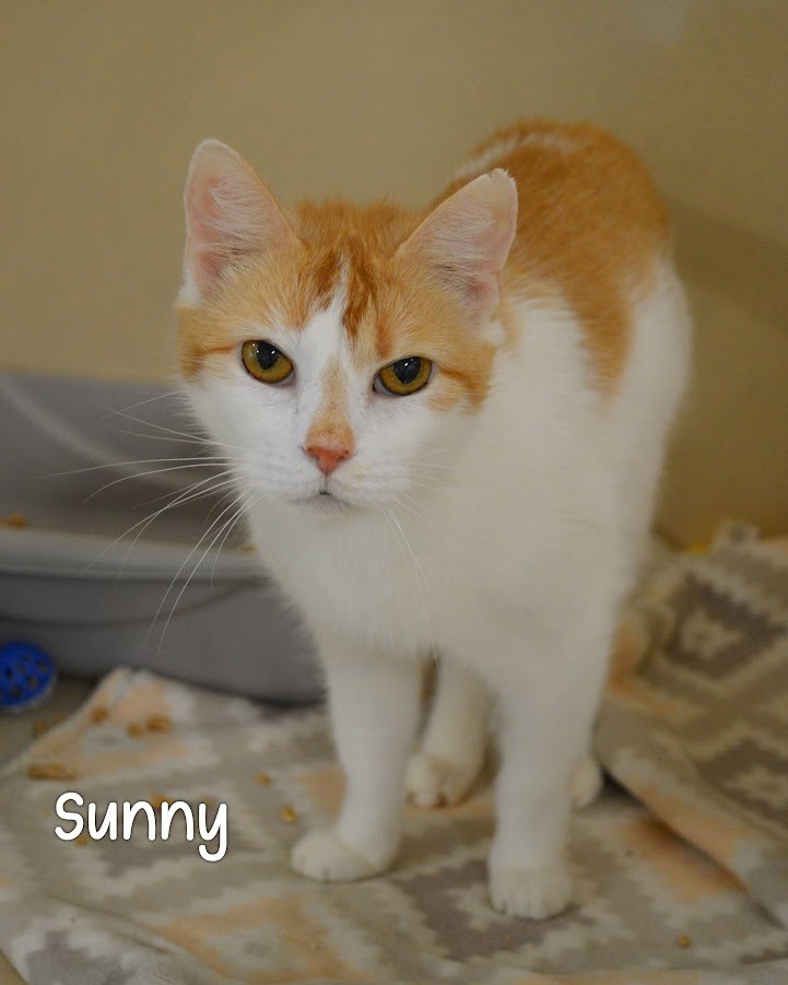 Sunny
