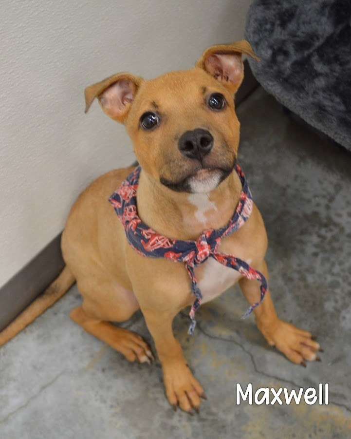 Maxwell
