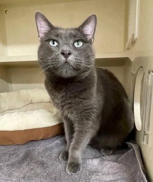 Kirby, Adult Male Domestic Short Hair