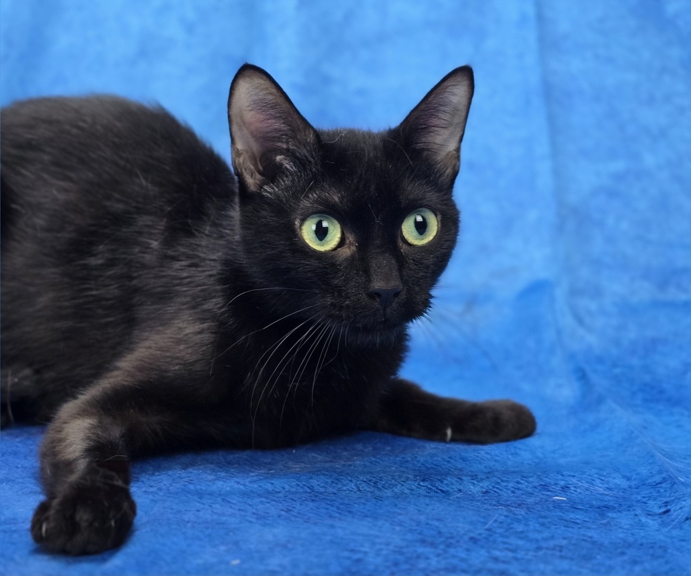 Gina, an adoptable Domestic Short Hair in Sedalia, CO, 80135 | Photo Image 1