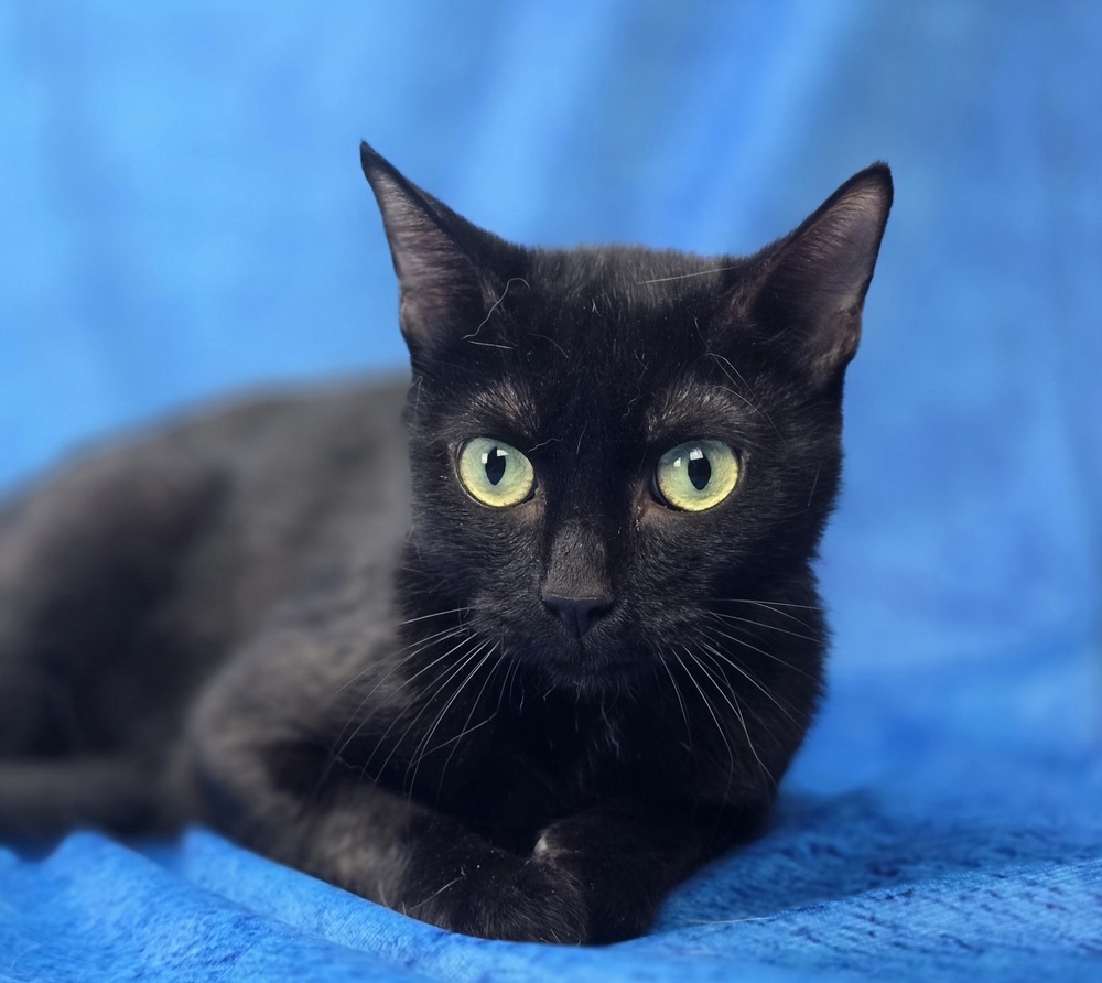 Gina, an adoptable Domestic Short Hair in Sedalia, CO, 80135 | Photo Image 2