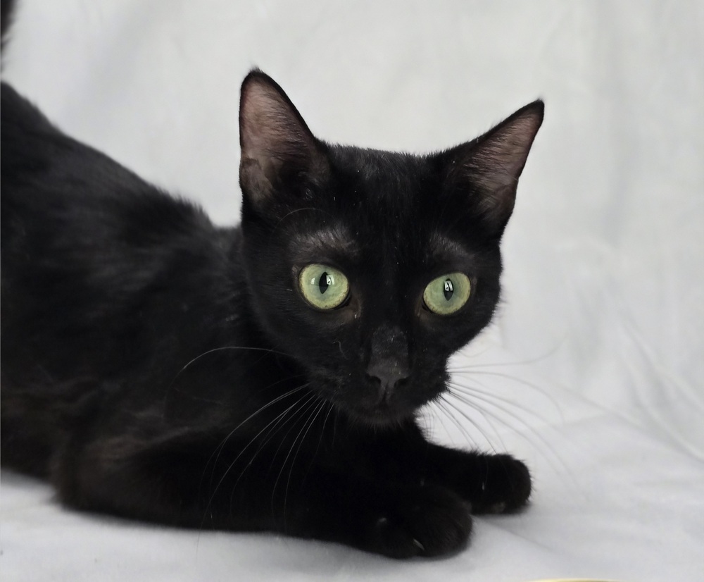Gina, an adoptable Domestic Short Hair in Sedalia, CO, 80135 | Photo Image 3