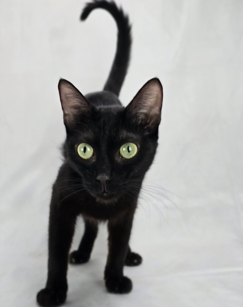 Gina, an adoptable Domestic Short Hair in Sedalia, CO, 80135 | Photo Image 4