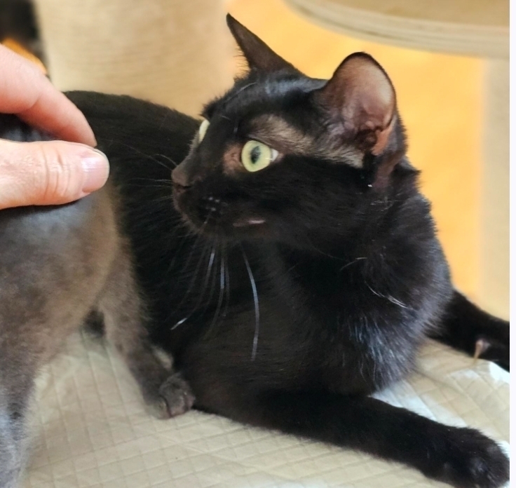 Gina, an adoptable Domestic Short Hair in Sedalia, CO, 80135 | Photo Image 5