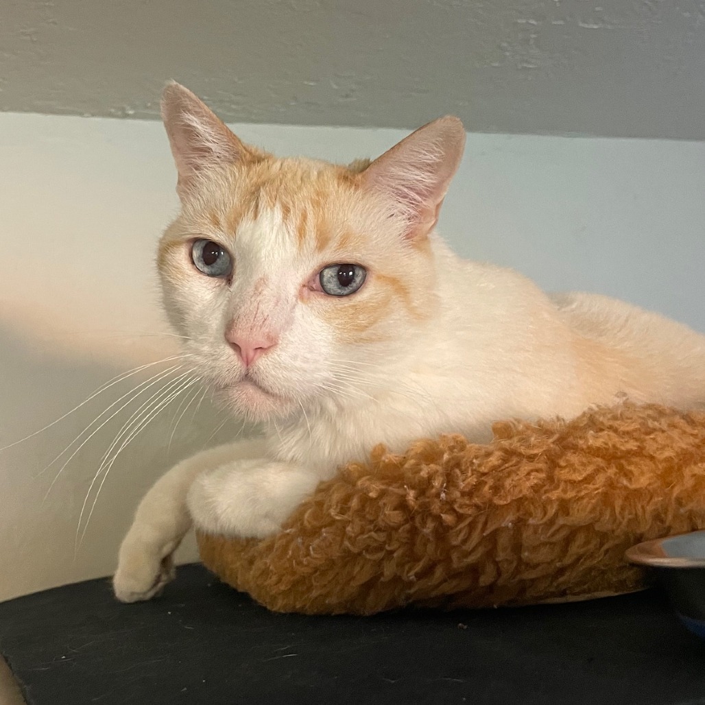 Snowflake, an adoptable Domestic Short Hair, Siamese in Prescott, AZ, 86304 | Photo Image 1