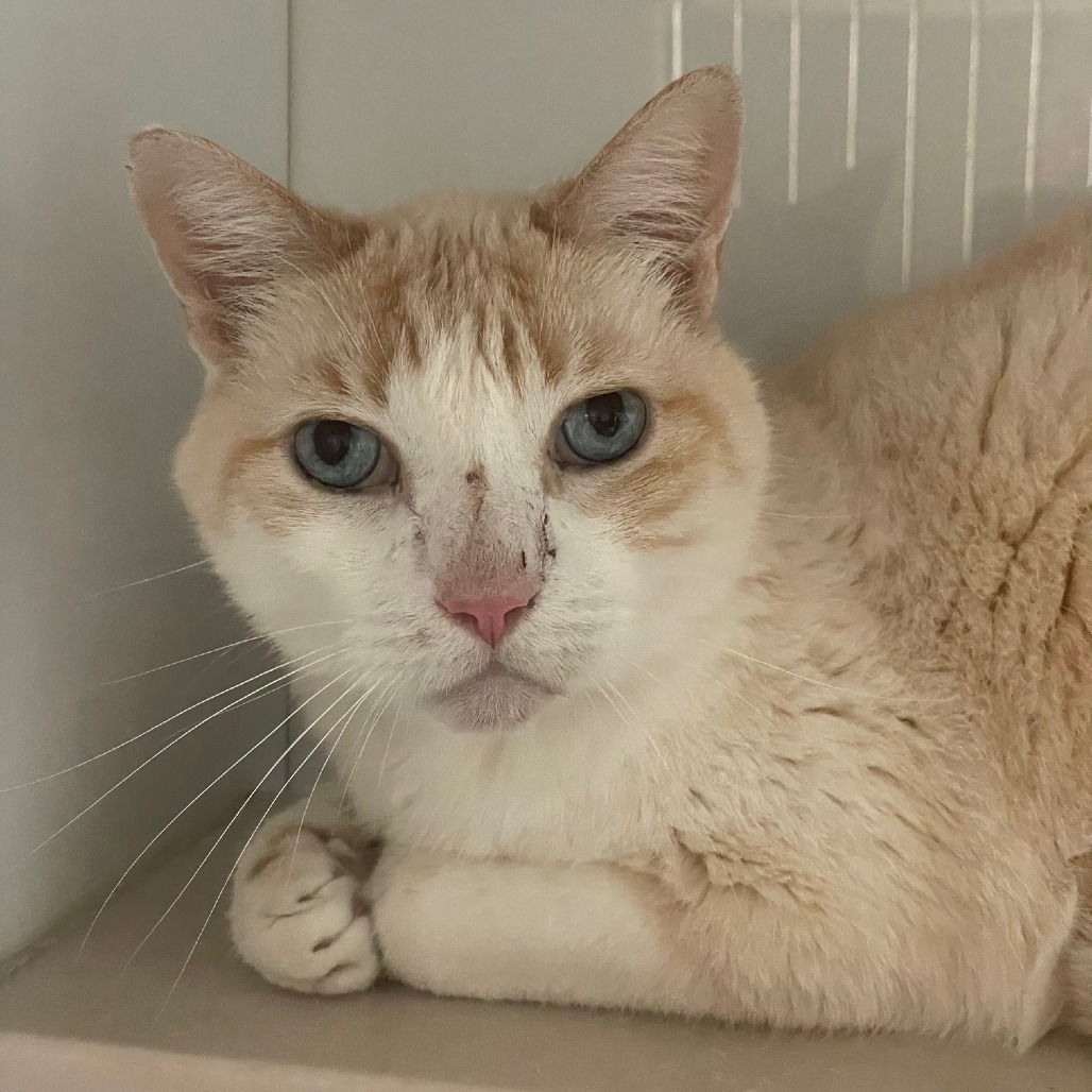 Snowflake, an adoptable Domestic Short Hair, Siamese in Prescott, AZ, 86304 | Photo Image 2
