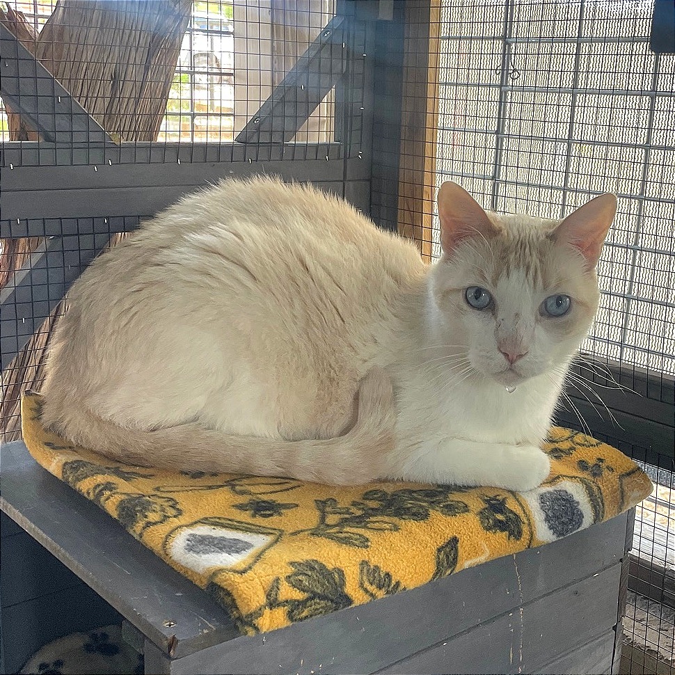 Snowflake, an adoptable Domestic Short Hair, Siamese in Prescott, AZ, 86304 | Photo Image 4