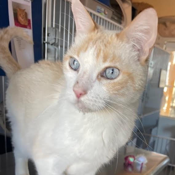 Snowflake, an adoptable Domestic Short Hair, Siamese in Prescott, AZ, 86304 | Photo Image 5