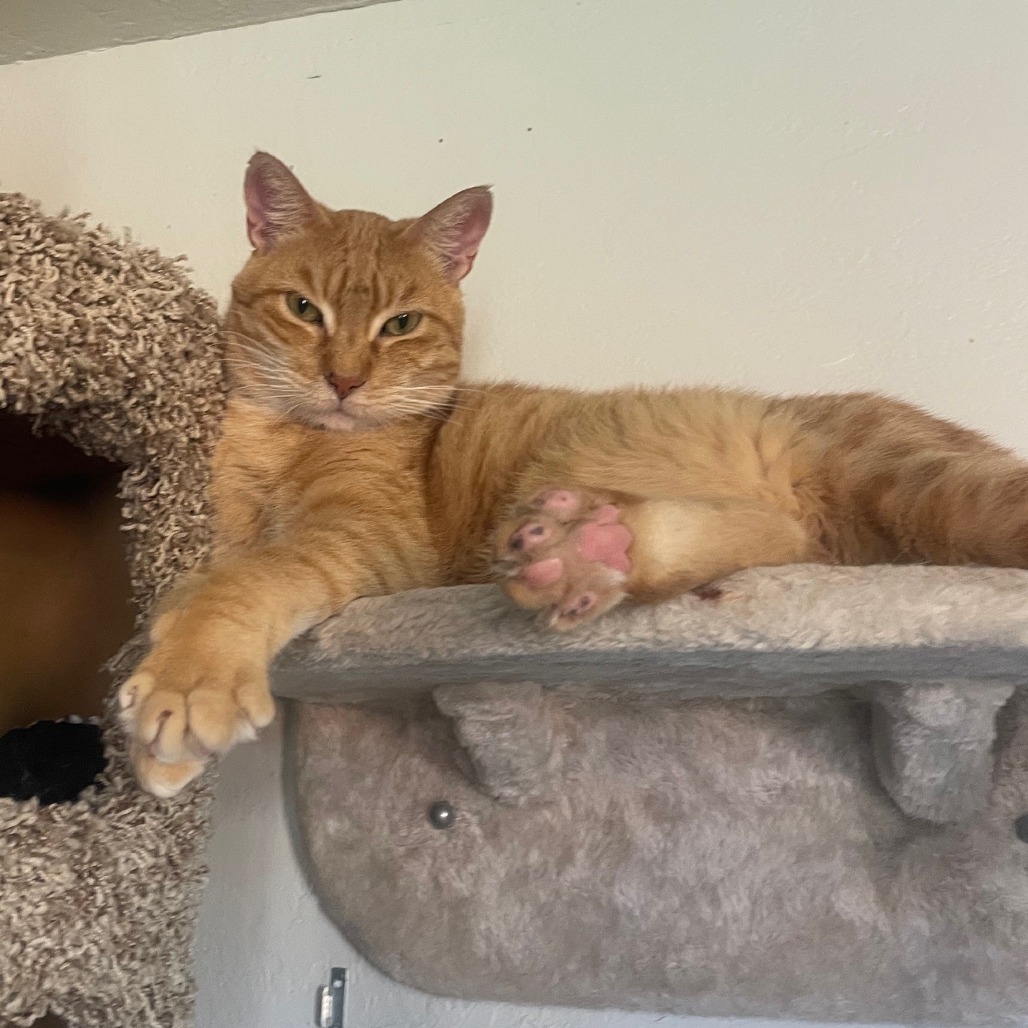 Sunshine, an adoptable Domestic Short Hair in Prescott, AZ, 86304 | Photo Image 1