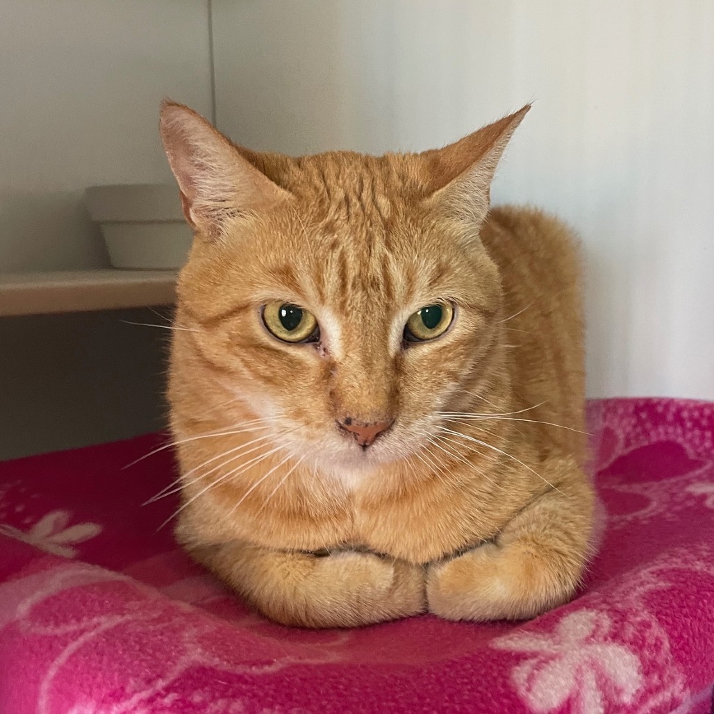 Sunshine, an adoptable Domestic Short Hair in Prescott, AZ, 86304 | Photo Image 2