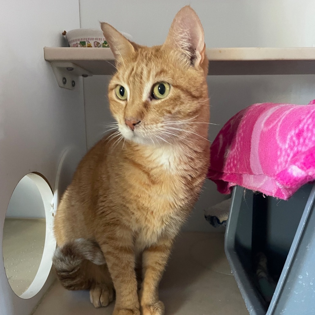 Sunshine, an adoptable Domestic Short Hair in Prescott, AZ, 86304 | Photo Image 3