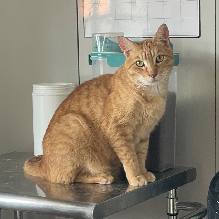 Sunshine, an adoptable Domestic Short Hair in Prescott, AZ, 86304 | Photo Image 4