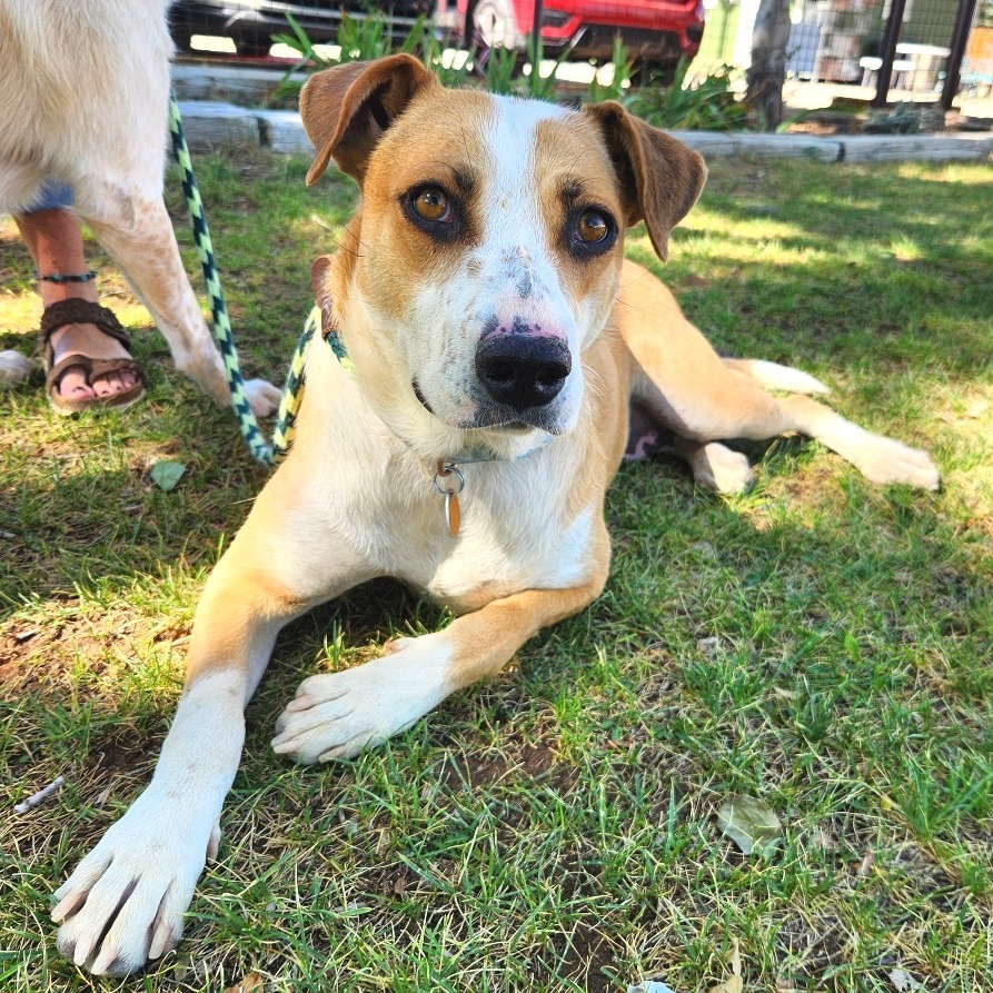 Quinn, an adoptable Mixed Breed in Prescott, AZ, 86304 | Photo Image 1