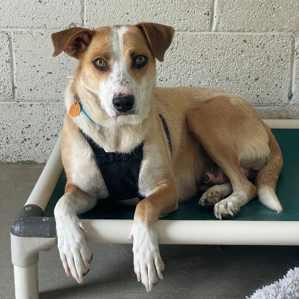 Quinn, an adoptable Mixed Breed in Prescott, AZ, 86304 | Photo Image 2